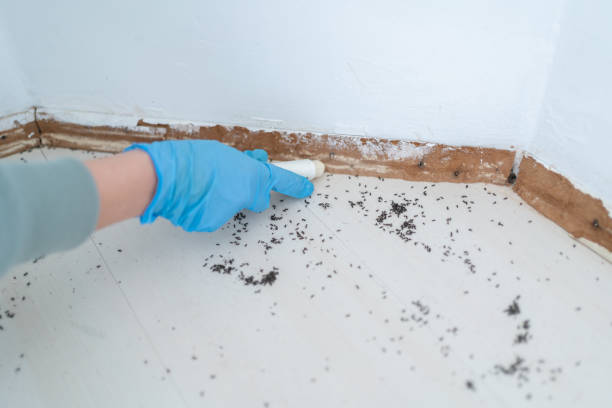 Reliable Savannah, GA Pest Control Solutions